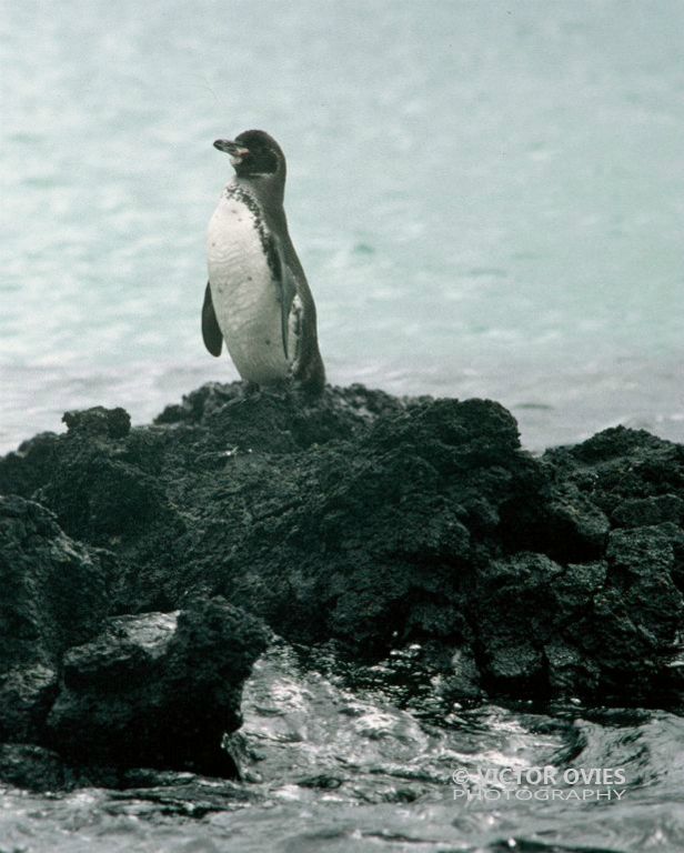 Pingüino de Magallanes